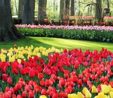 Spring is in the air... - LavenderLime